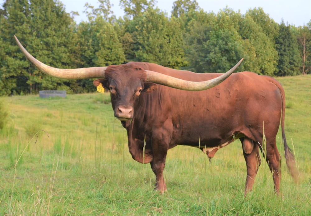 Texas Longhorns for Sale in North Carolina